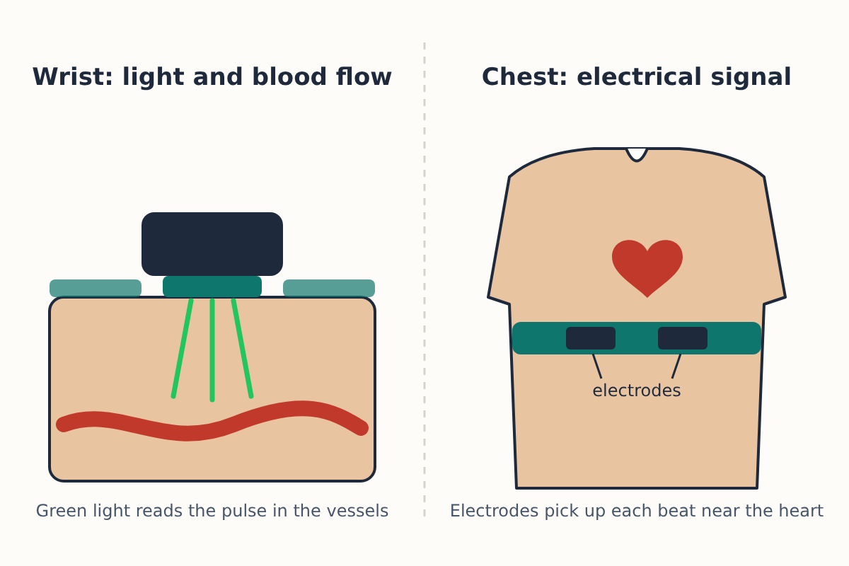 Illustration comparing two sensors: on the left a watch on a wrist sending green light into the skin, labelled "Wrist: light and blood flow"; on the right a strap across the chest with two electrodes near the heart, labelled "Chest: electrical signal"